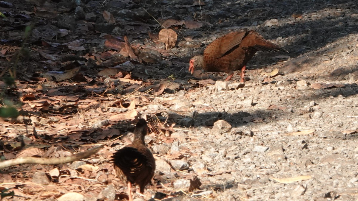 rødsporehøne - ML516680611