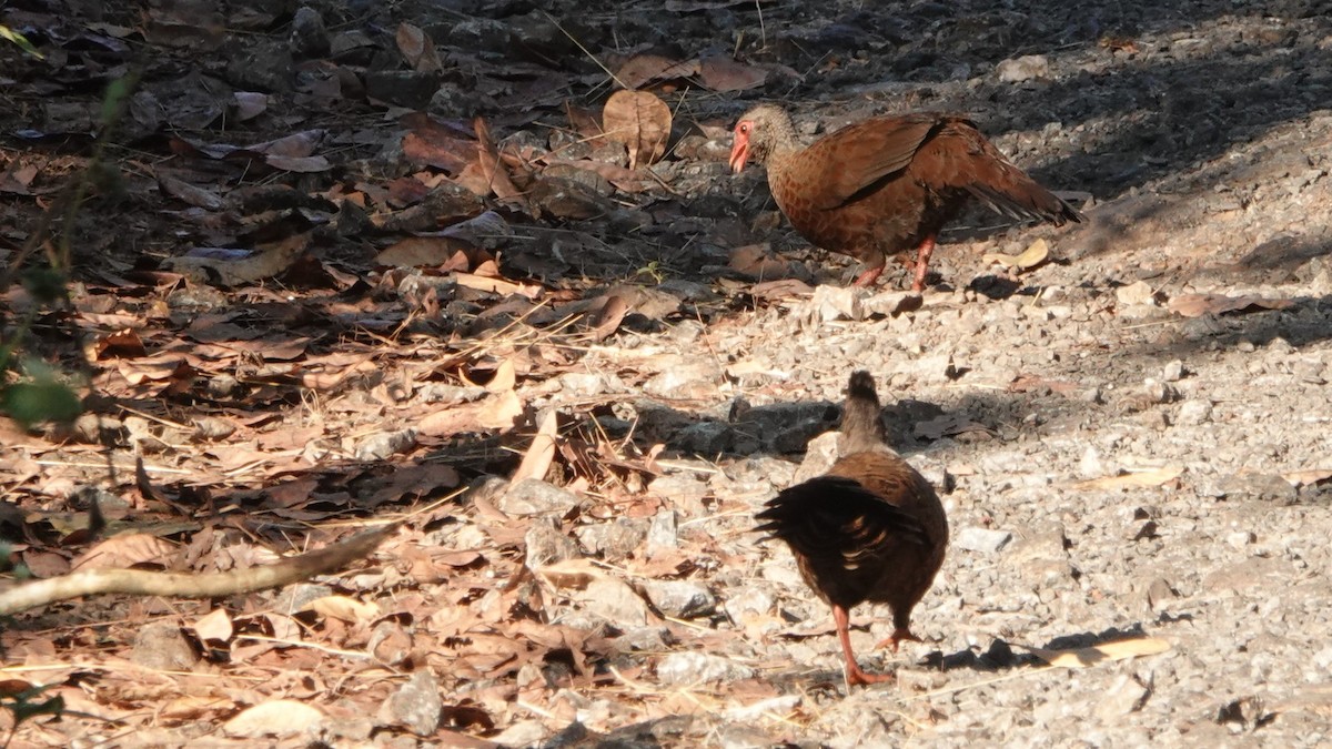 rødsporehøne - ML516680621