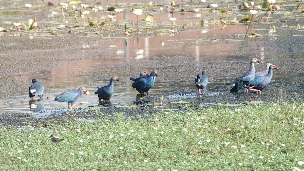 gråhodesultanhøne - ML516680631