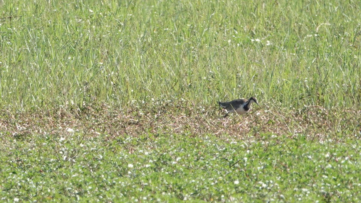 fasanbladhøne - ML516680651