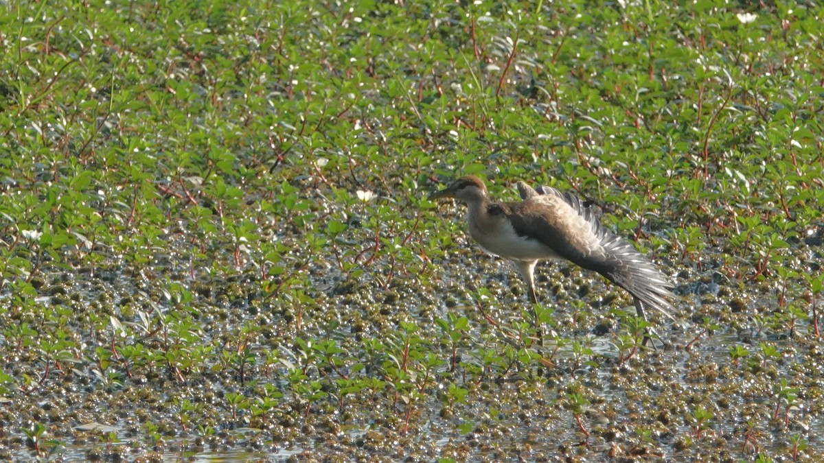 bronsebladhøne - ML516680691