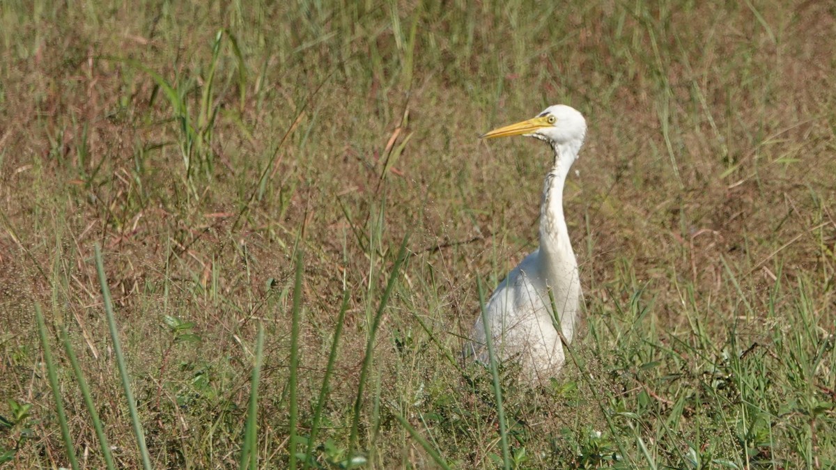 duskhegre - ML516680721