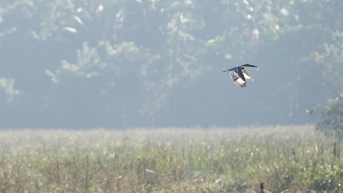 terneisfugl - ML516680741