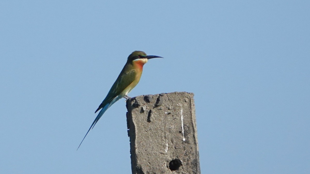 blåstjertbieter - ML516680761