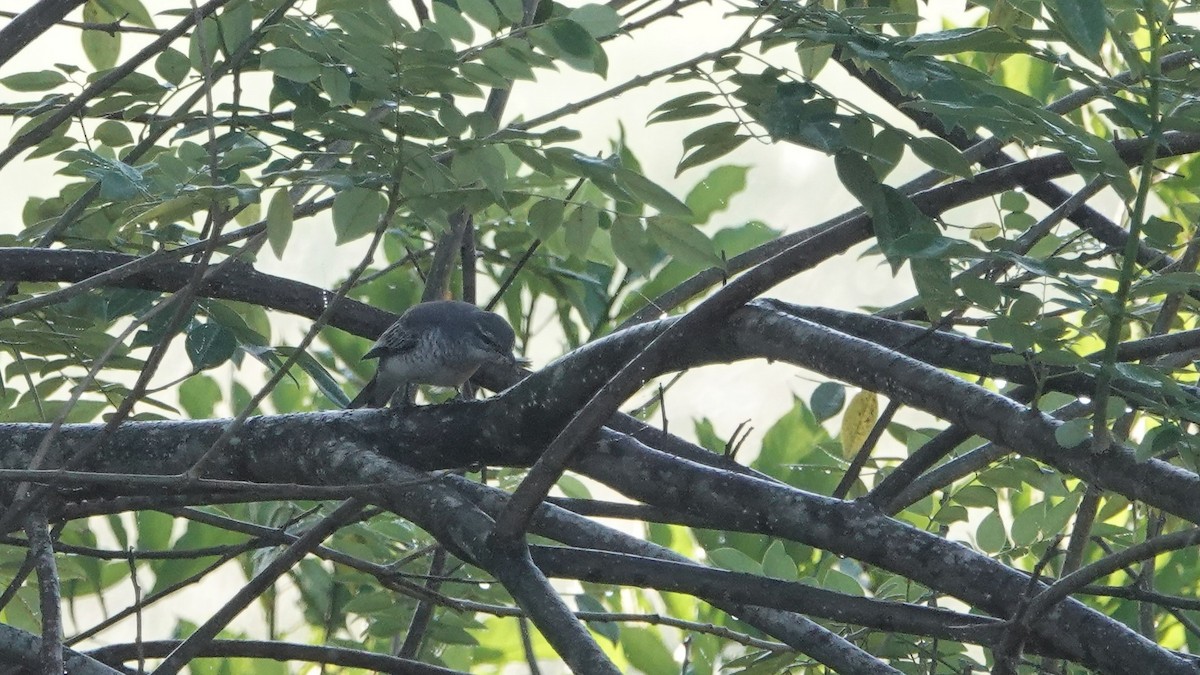 svarthodelarveeter - ML516680771