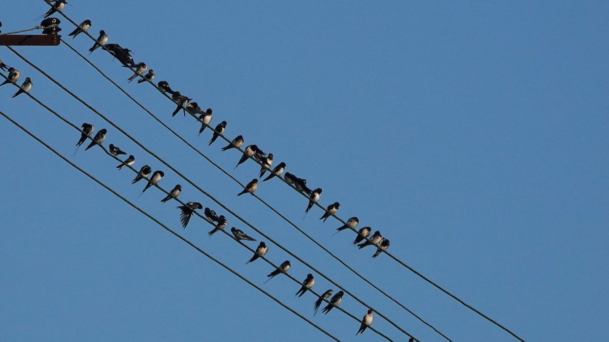 låvesvale - ML516680811