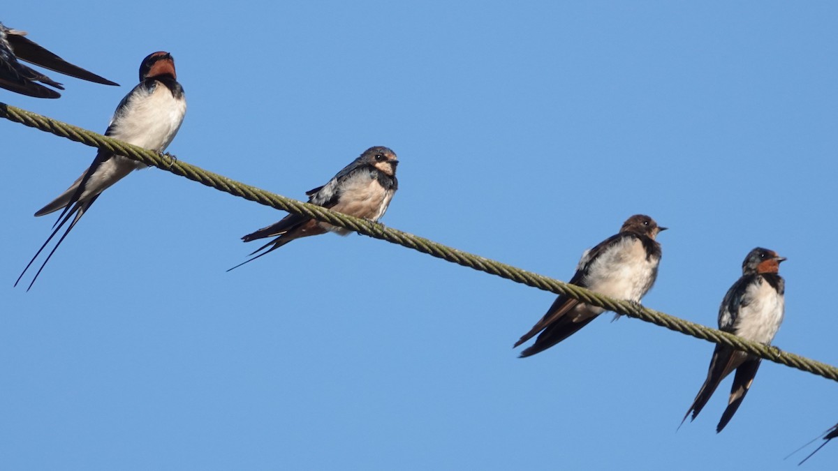 låvesvale - ML516680821