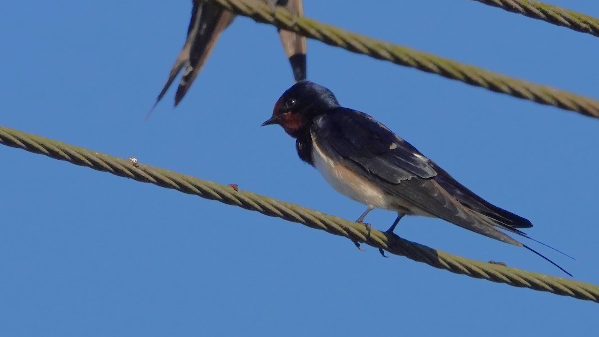 låvesvale - ML516680831