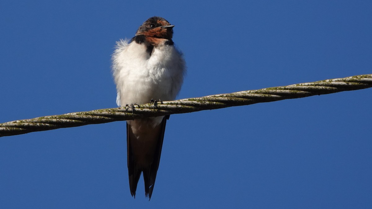 låvesvale - ML516680851