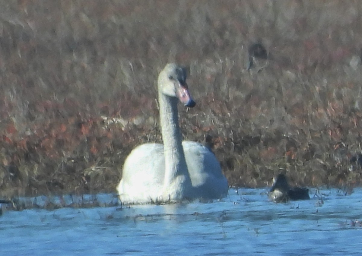 Tundra Swan - ML516680861