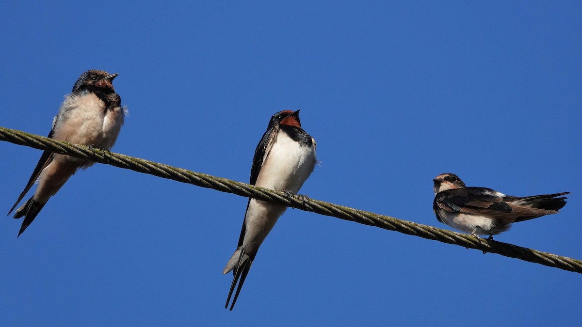 låvesvale - ML516680881