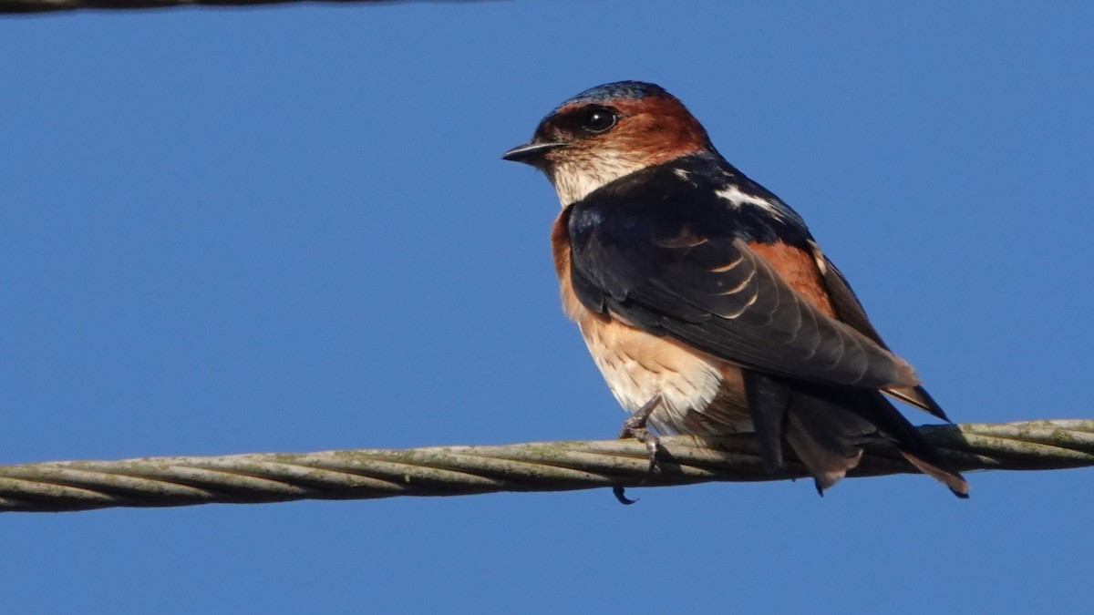 tempelsvale (daurica gr.) - ML516680901