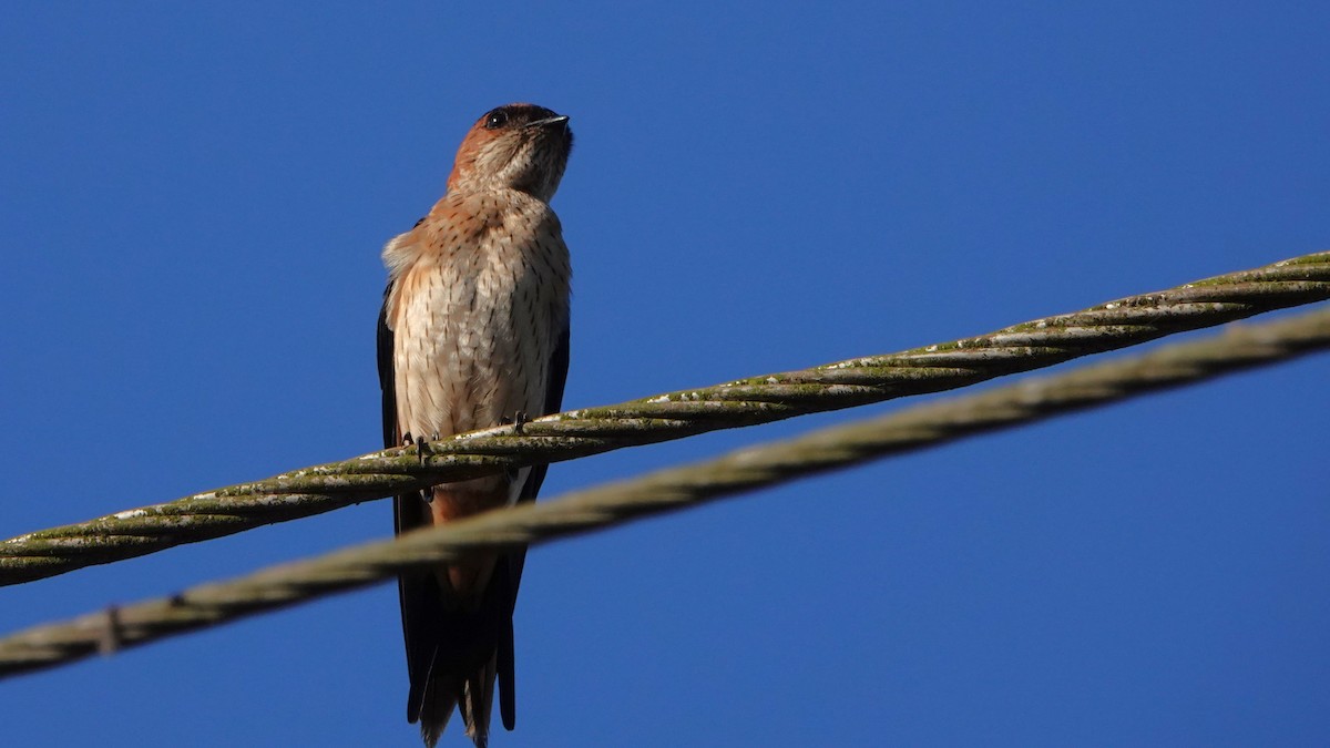 tempelsvale (daurica gr.) - ML516680921