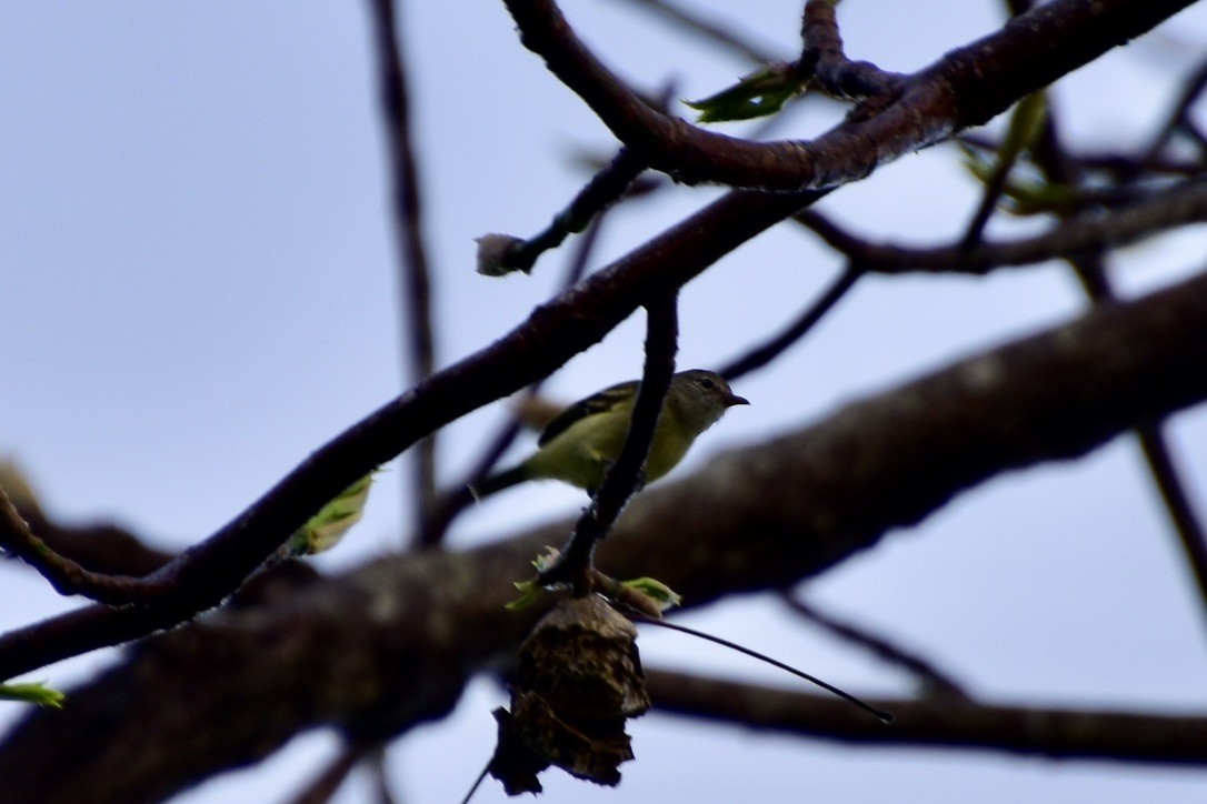 Southern Beardless-Tyrannulet - ML516681231