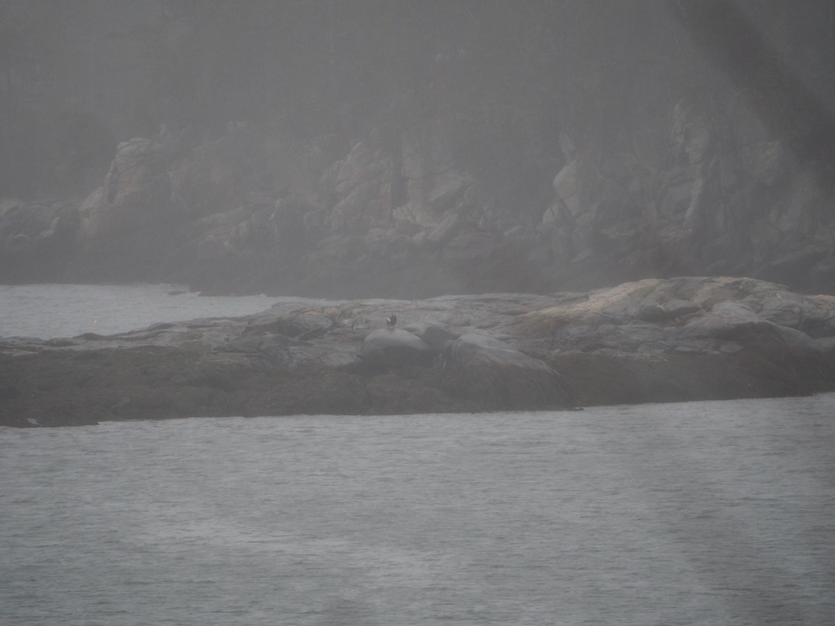 Steller's Sea-Eagle - ML516681261