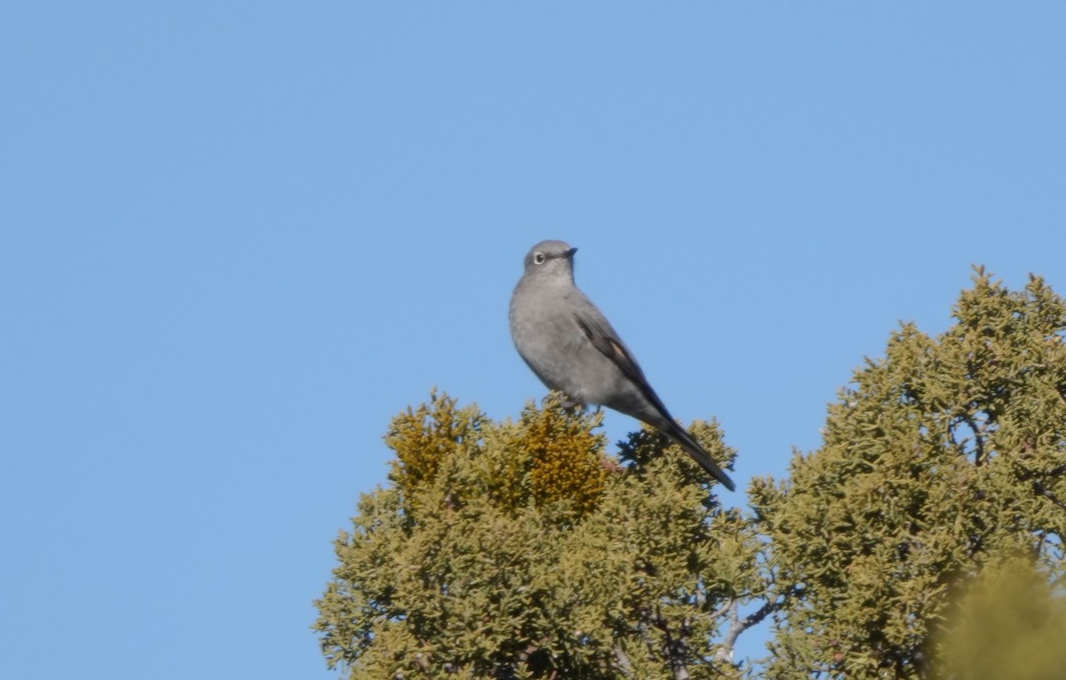 Townsend's Solitaire - ML516681971