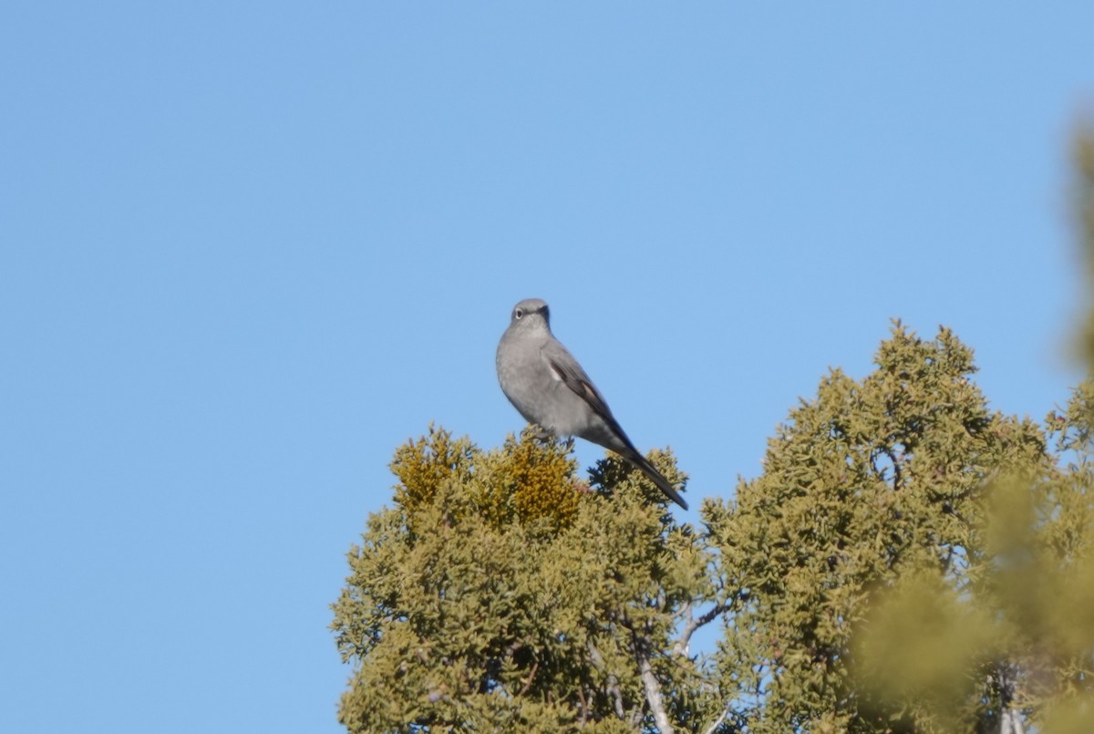 Townsend's Solitaire - ML516681981