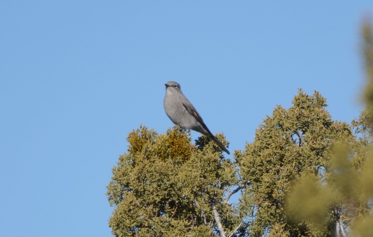 Townsend's Solitaire - ML516681991