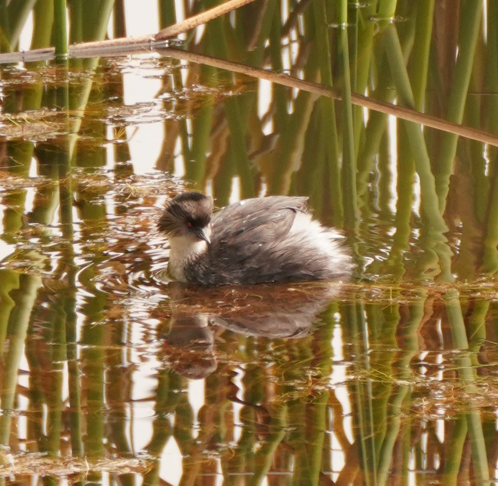 Silvery Grebe - Tracy McLellan