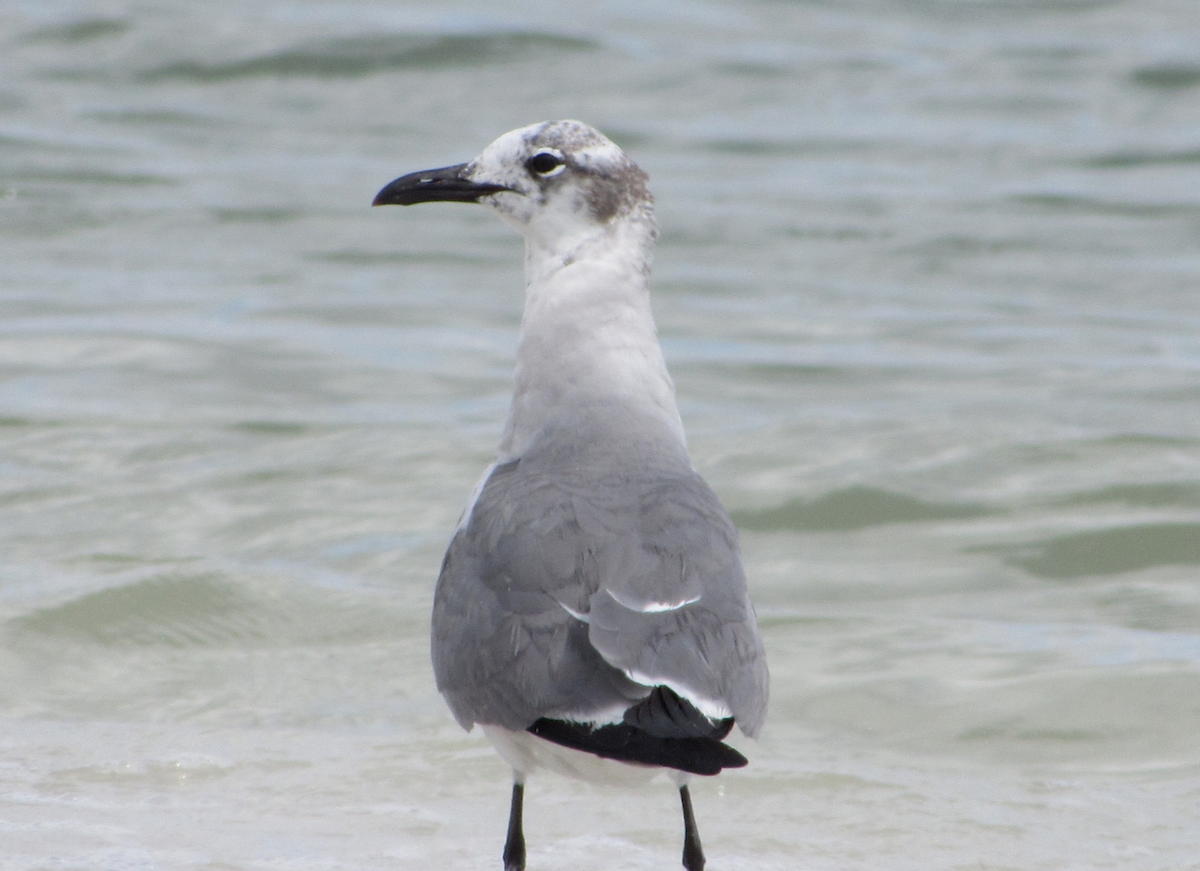 Mouette atricille - ML516684261