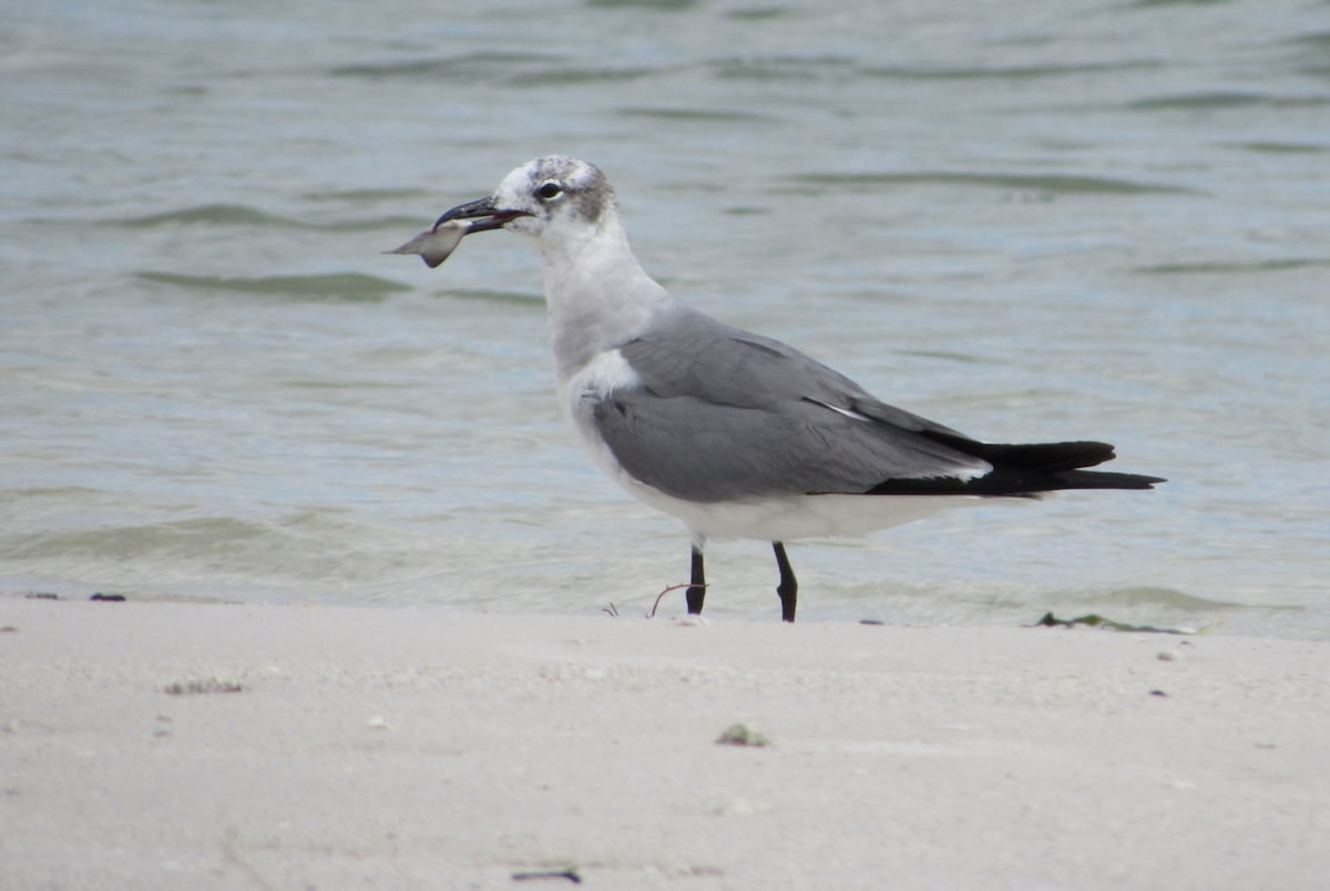 Laughing Gull - ML516684271