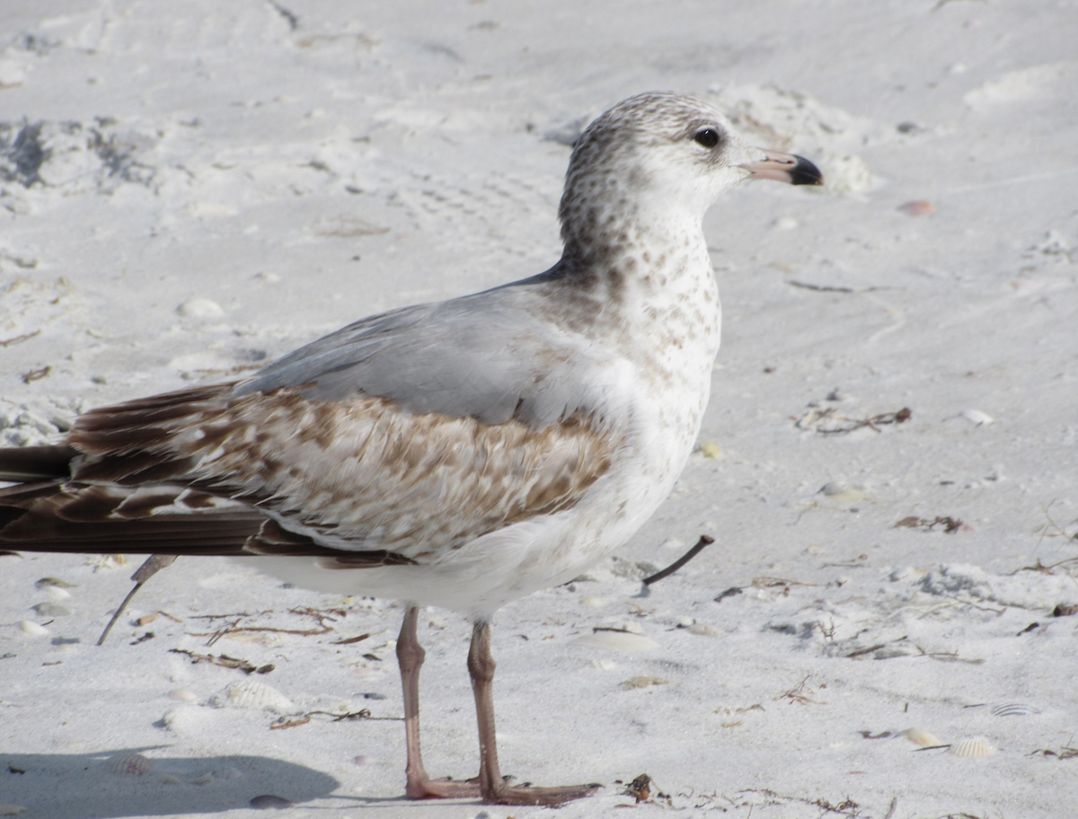 Ring-billed Gull - Justin Leahy