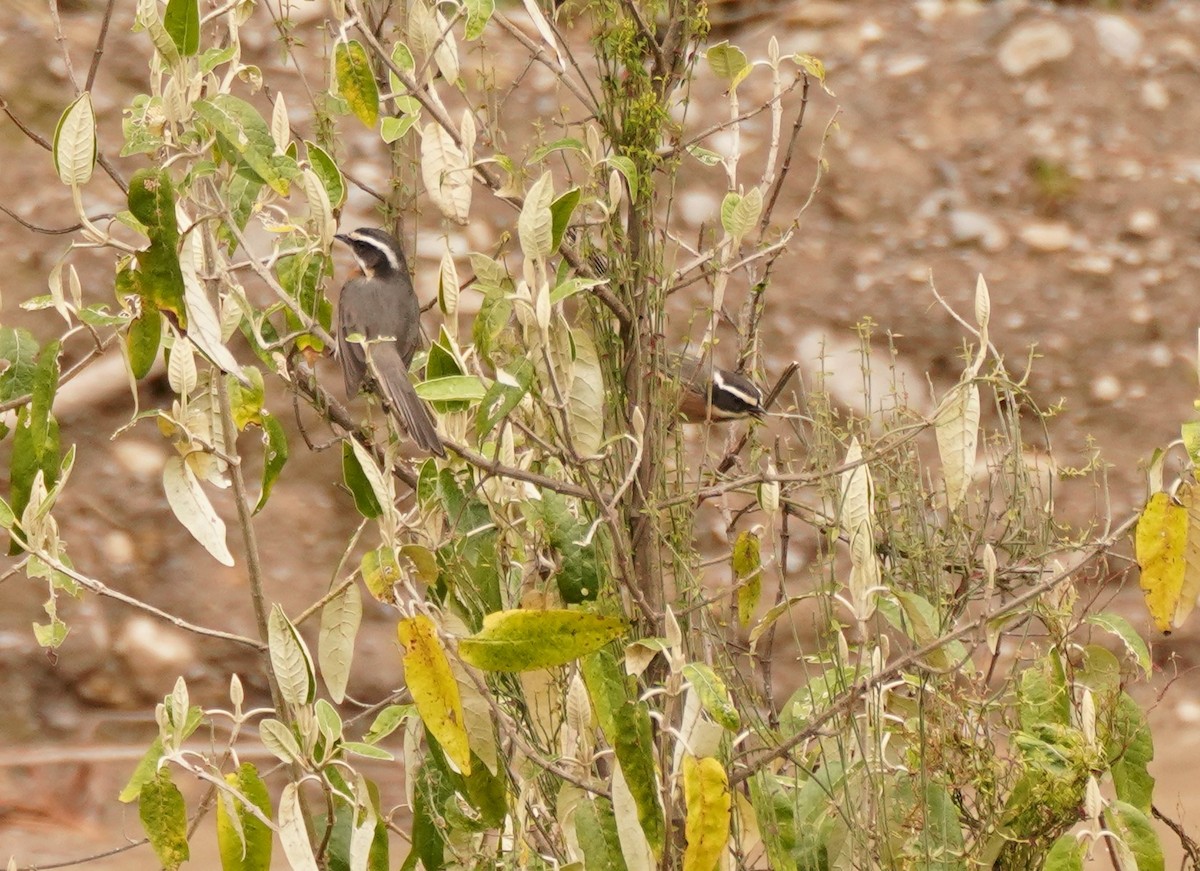 Plain-tailed Warbling Finch - ML516685461