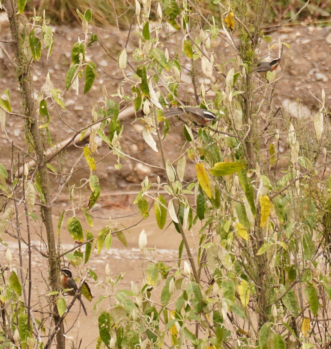 Plain-tailed Warbling Finch - Tracy McLellan