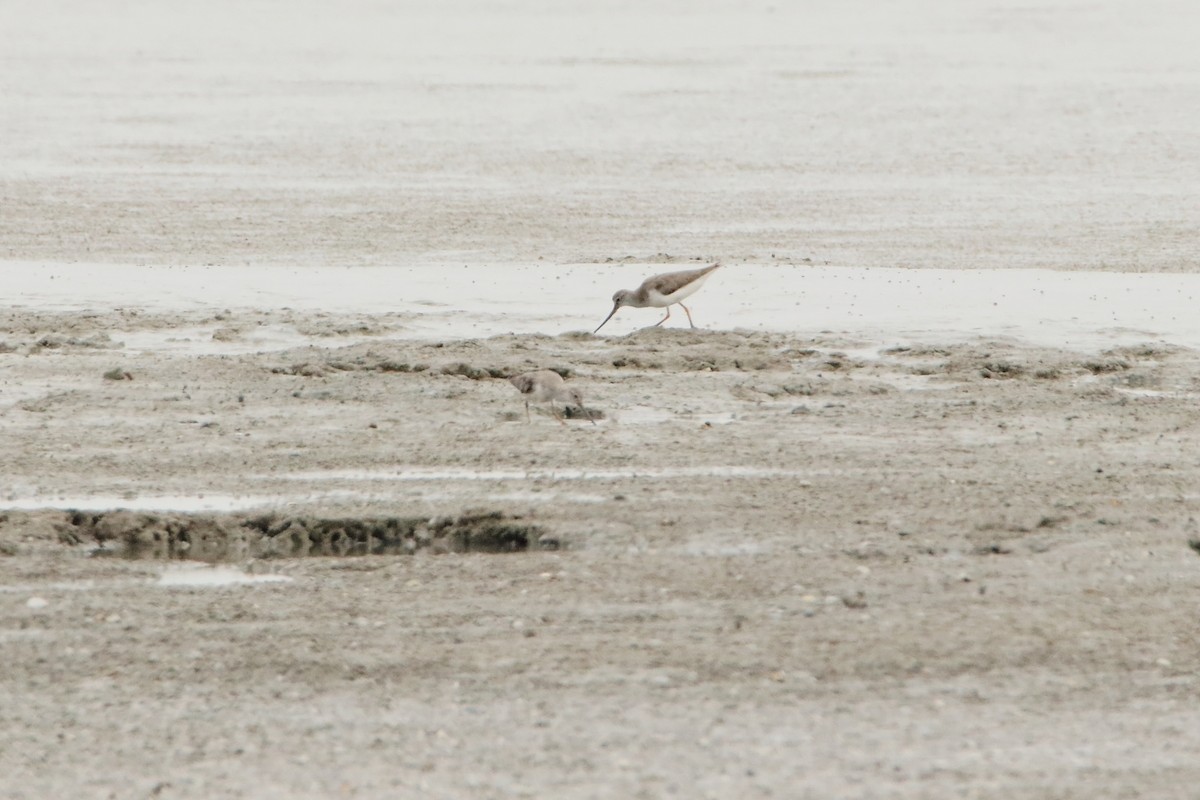 Terek Sandpiper - Magdalena Jędro