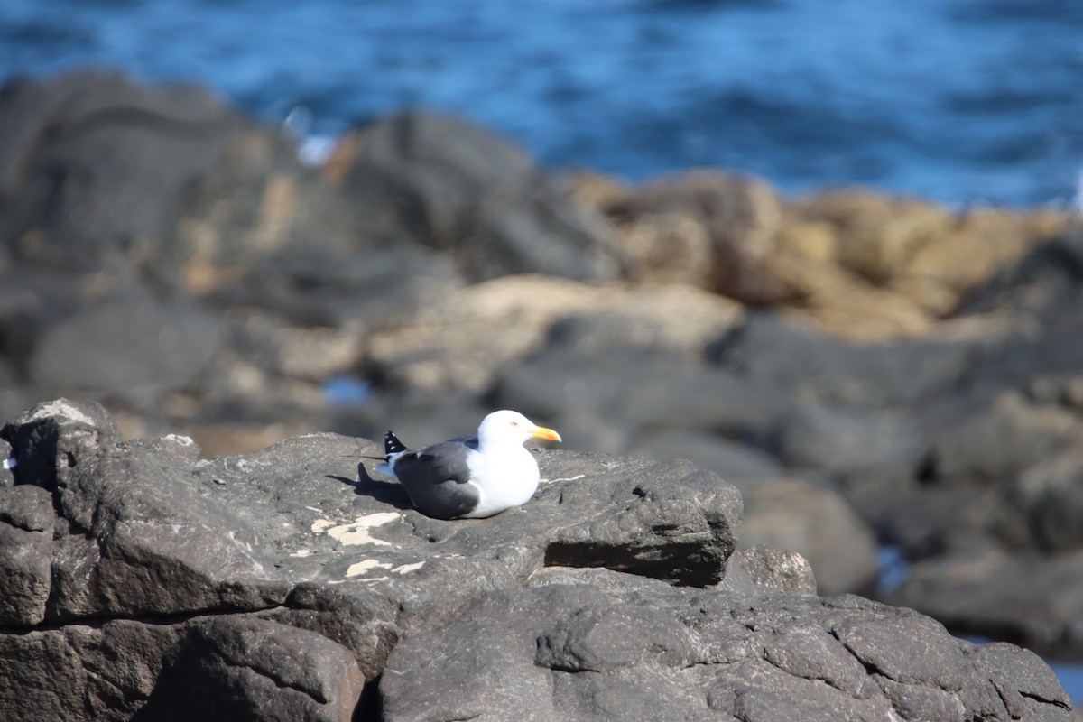 Lesser Black-backed Gull - ML516686901