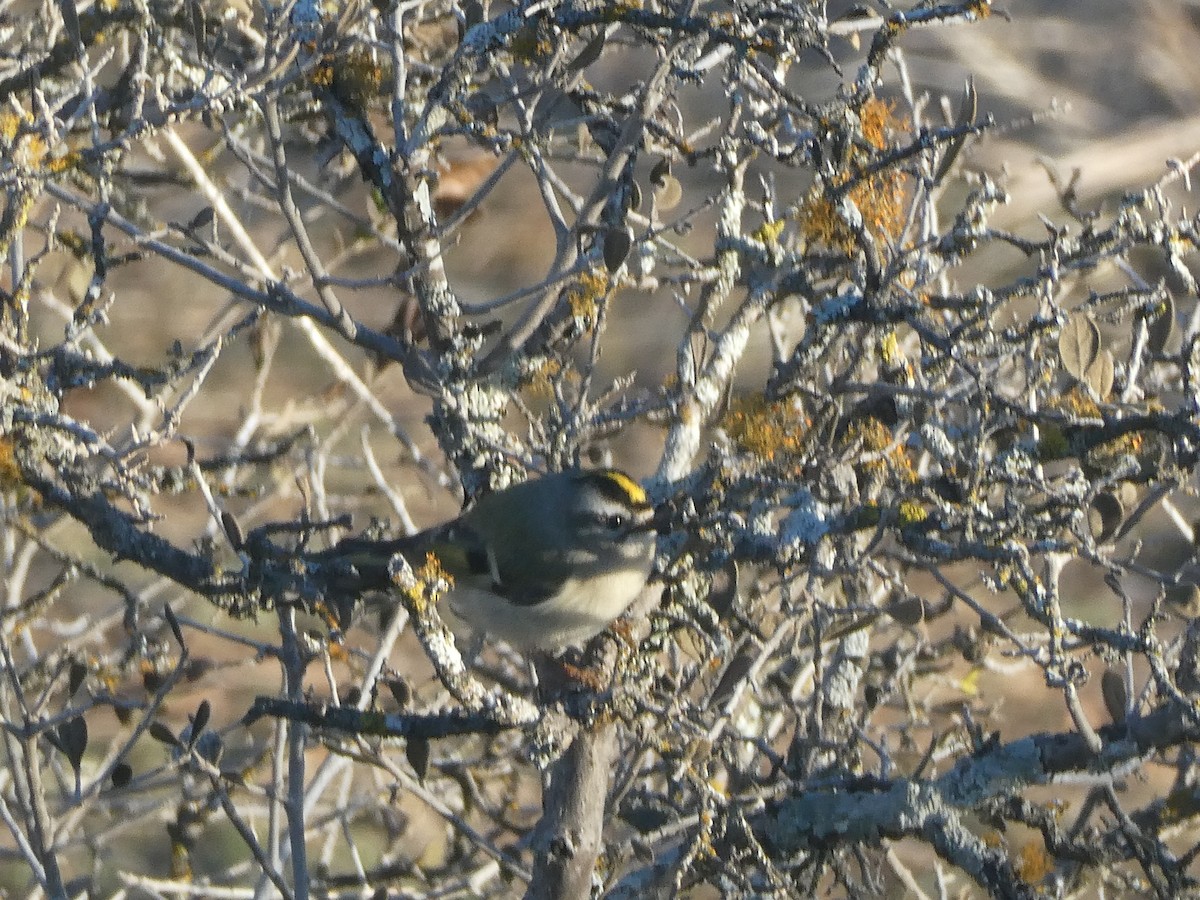 Golden-crowned Kinglet - ML516687361