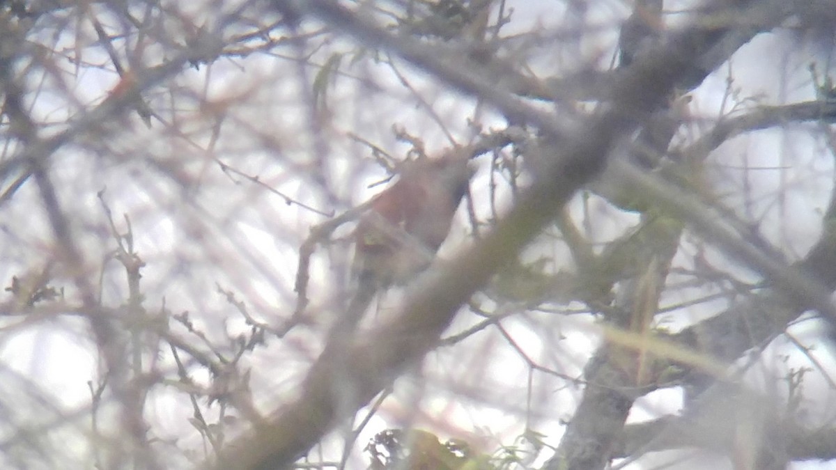 Greater Coucal - ML516687551