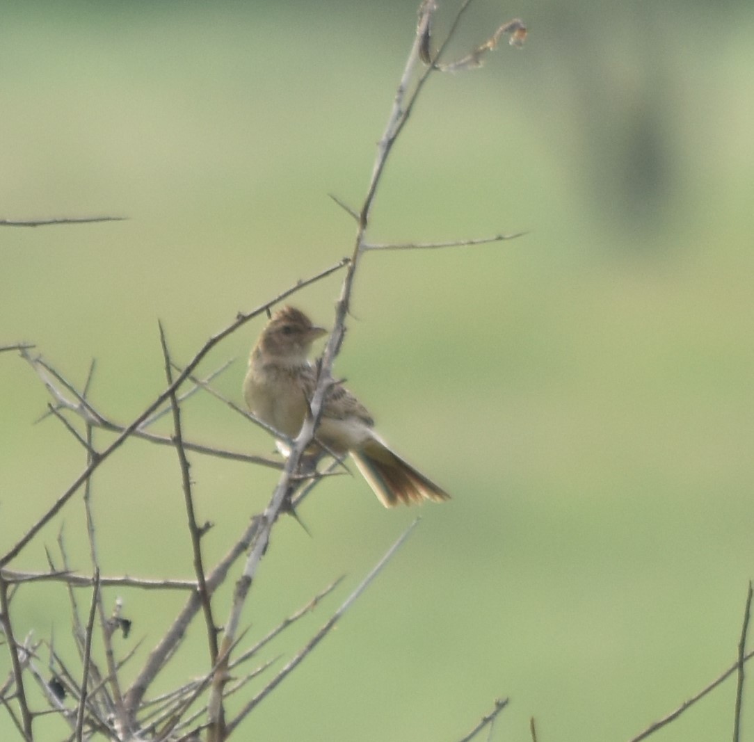 Friedmann's Lark - Bill Tweit