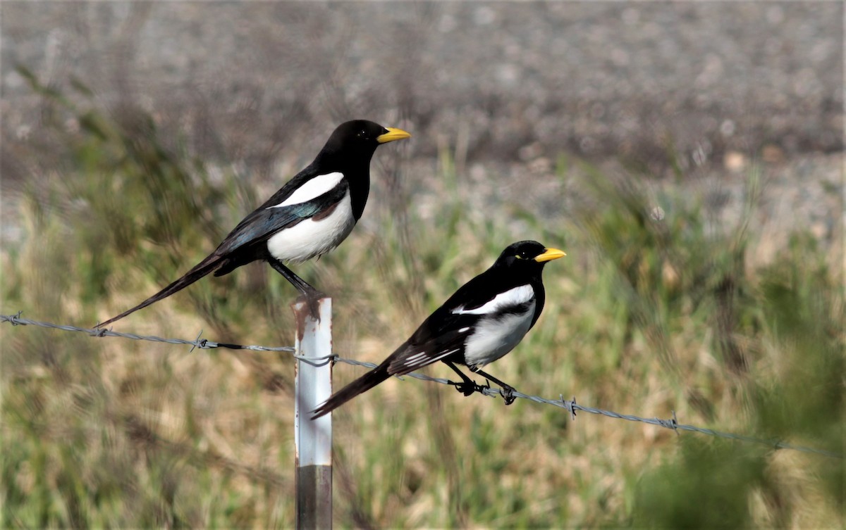 Yellow-billed Magpie - ML51668791