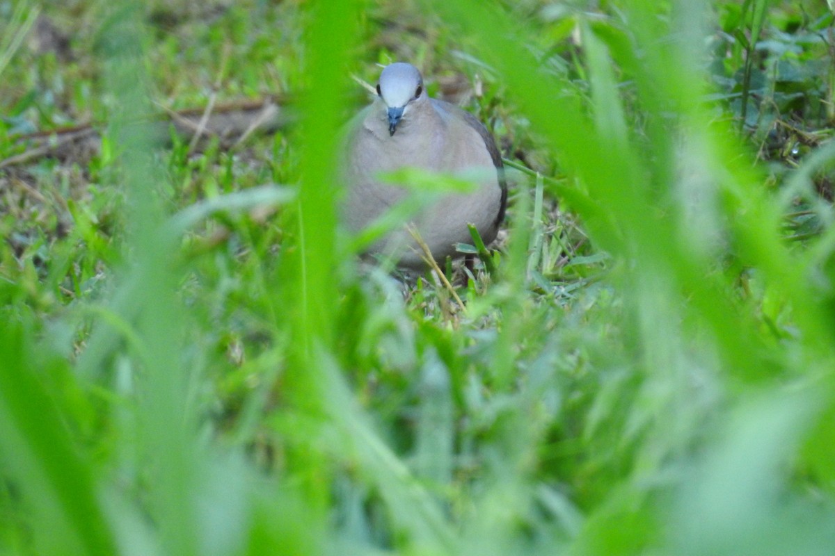 White-tipped Dove - ML516688221