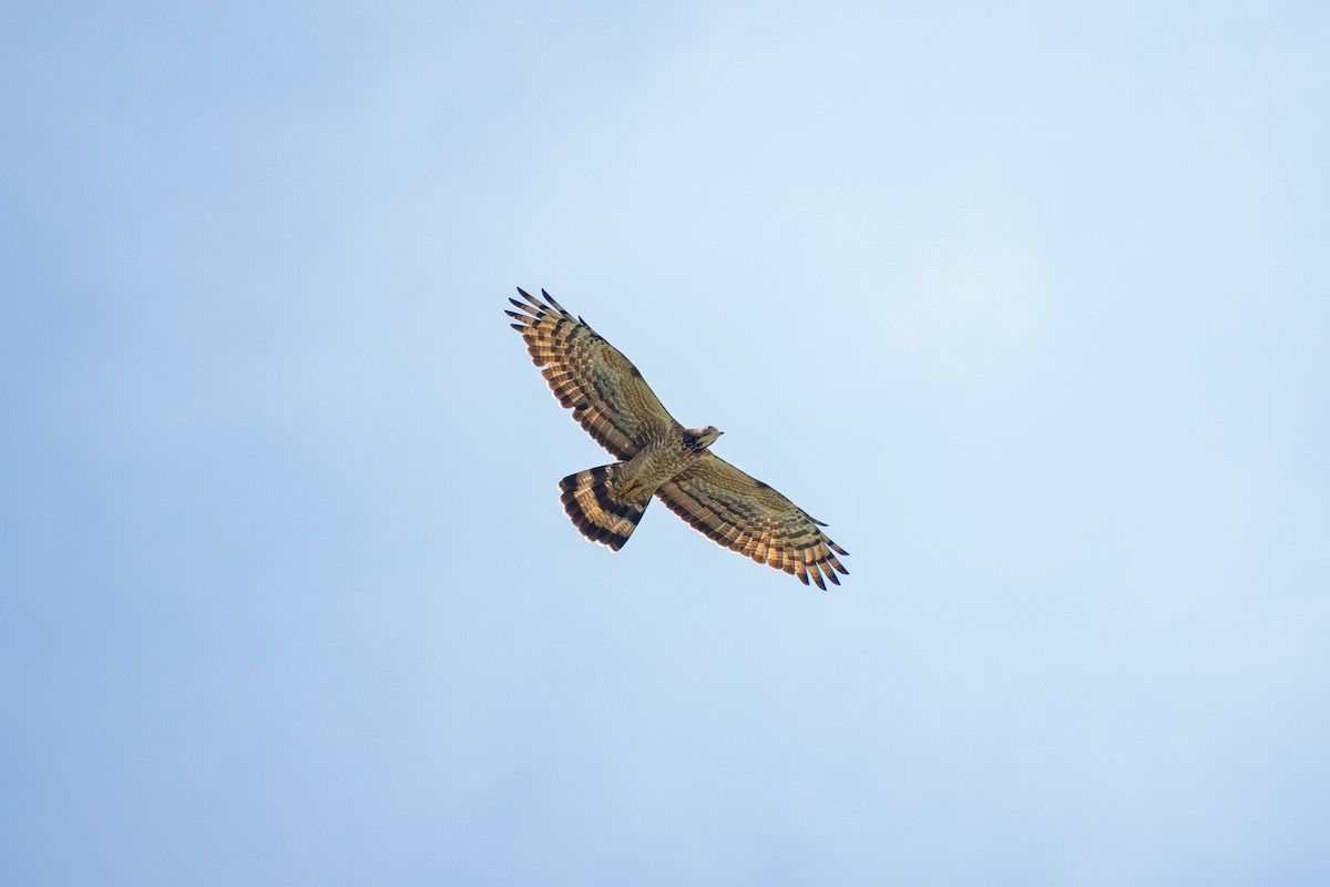 Oriental Honey-buzzard - ML516688361