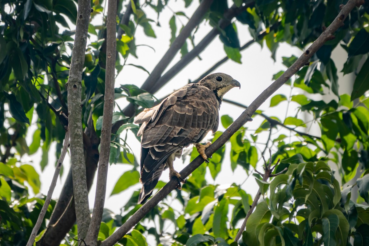 Oriental Honey-buzzard - ML516688371