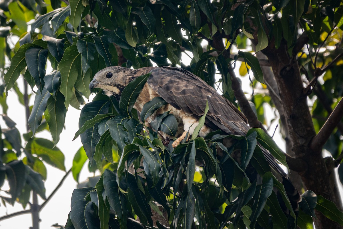 Oriental Honey-buzzard - ML516688381