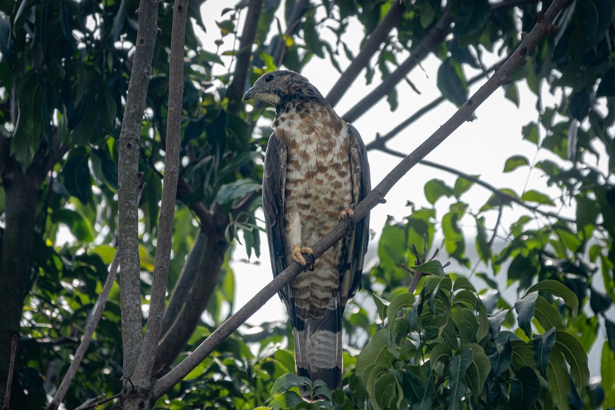 Oriental Honey-buzzard - ML516688391