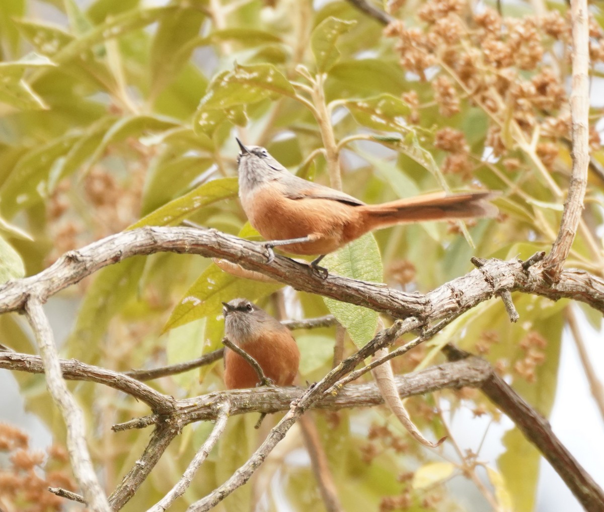 Russet-bellied Spinetail - Tracy McLellan