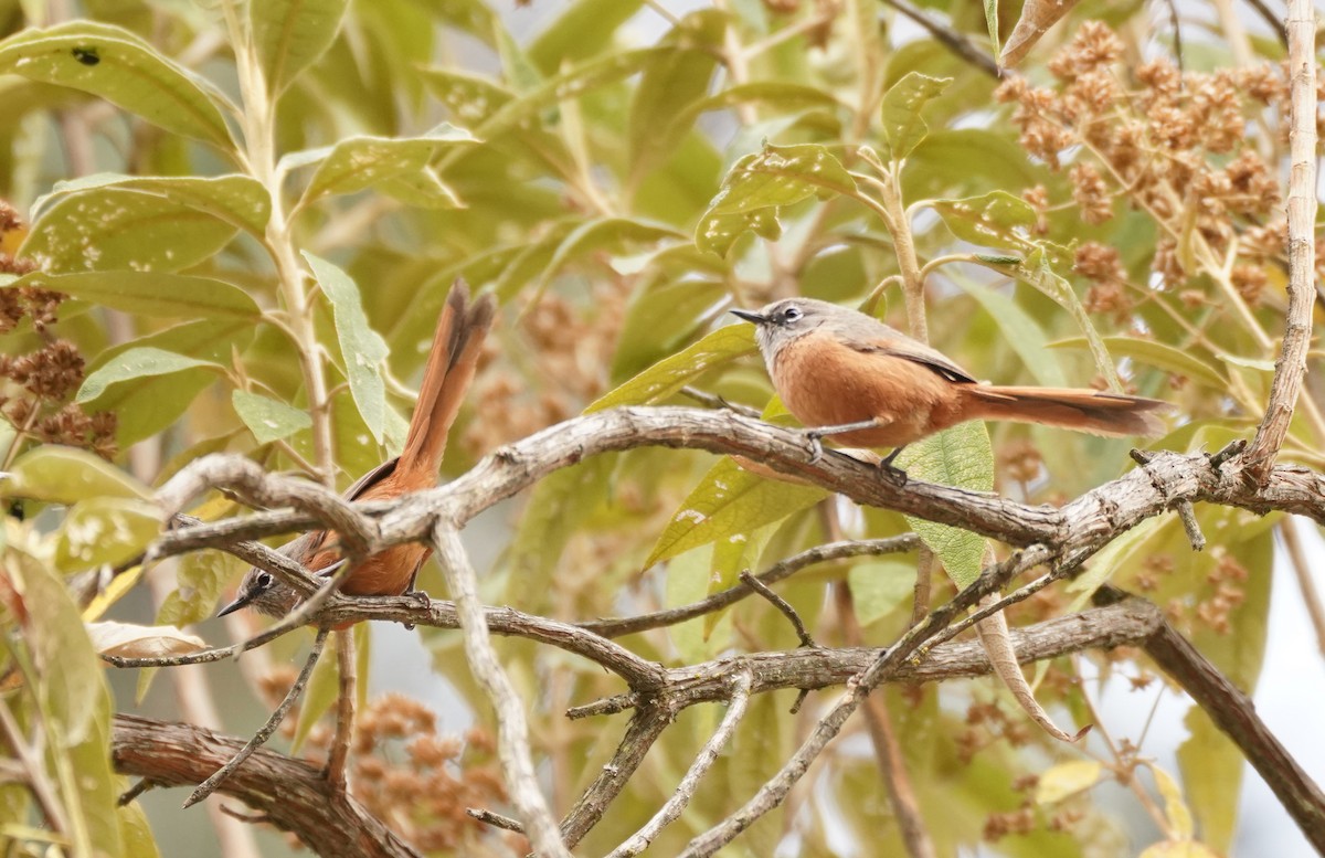 Russet-bellied Spinetail - ML516688561