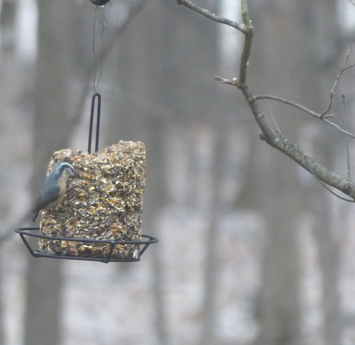 Red-breasted Nuthatch - ML516689131