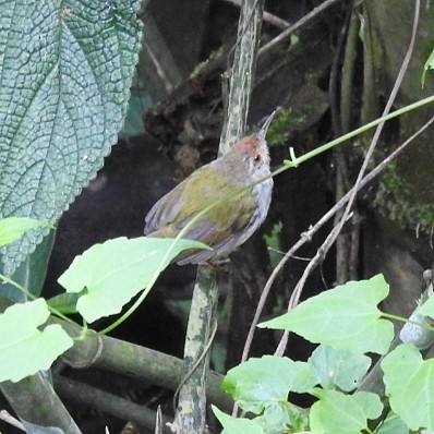 Common Tailorbird - ML516689151