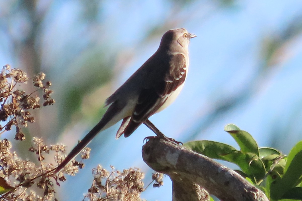 Northern Mockingbird - Robert Post