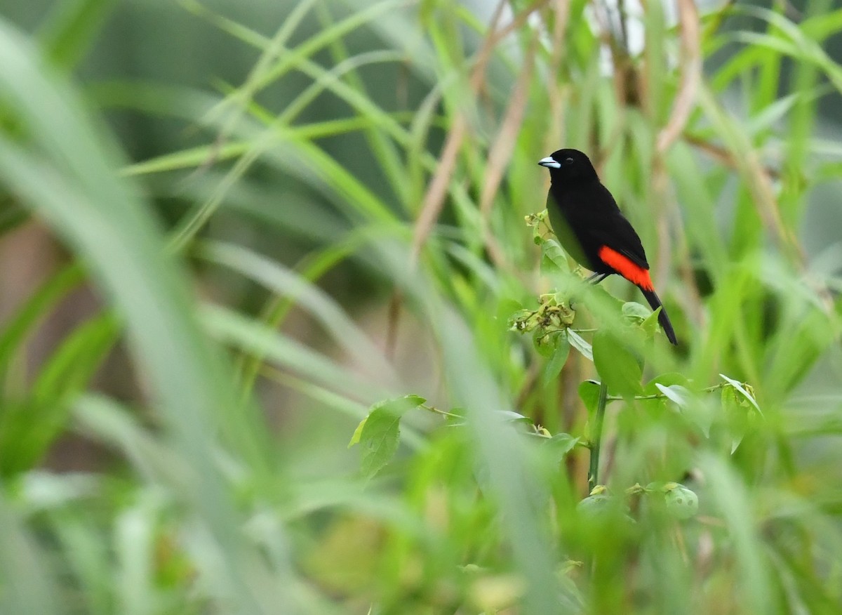 Scarlet-rumped Tanager - Thibaut RIVIERE