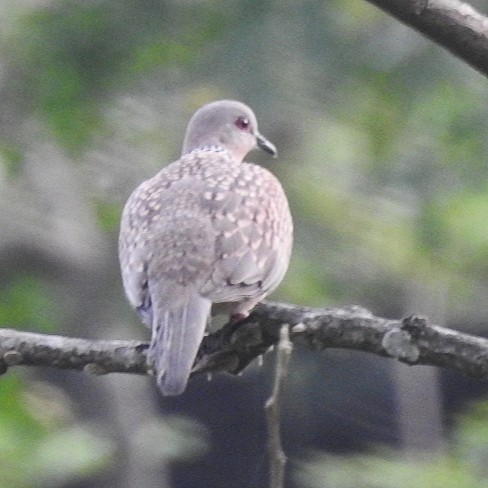 Spotted Dove - Ayanish Dey