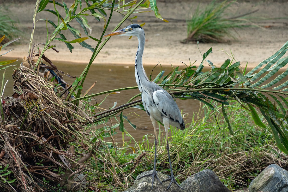 Gray Heron - ML516690661