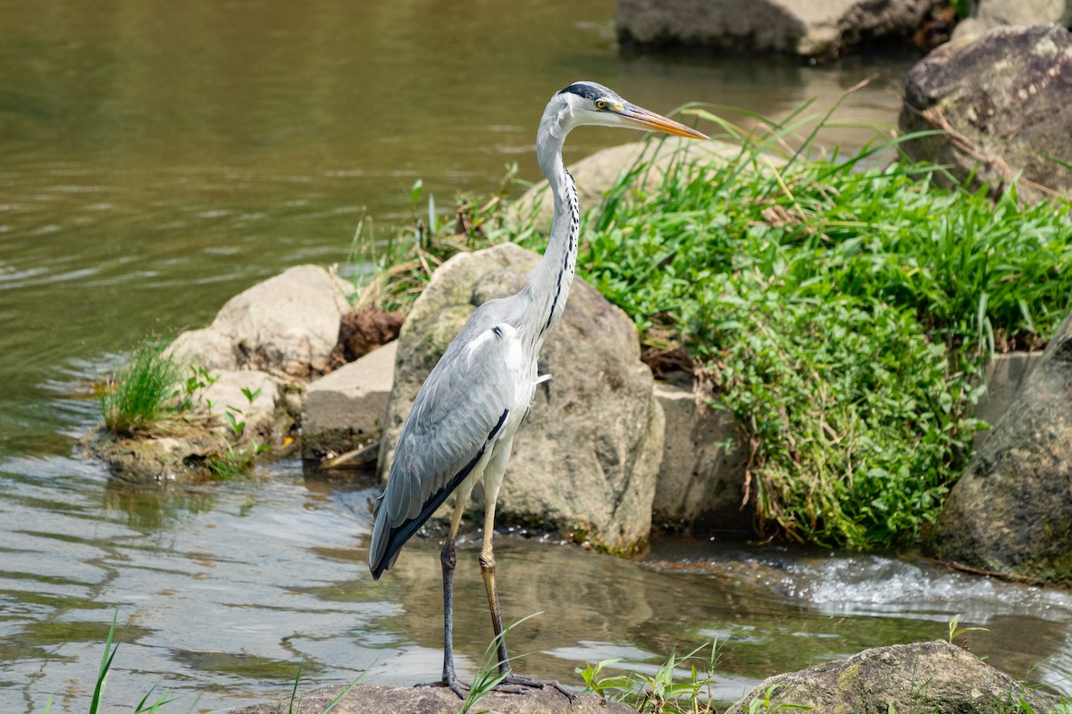 Gray Heron - ML516690671