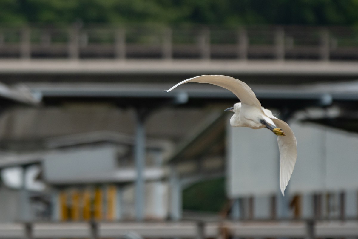 Little Egret - ML516690681