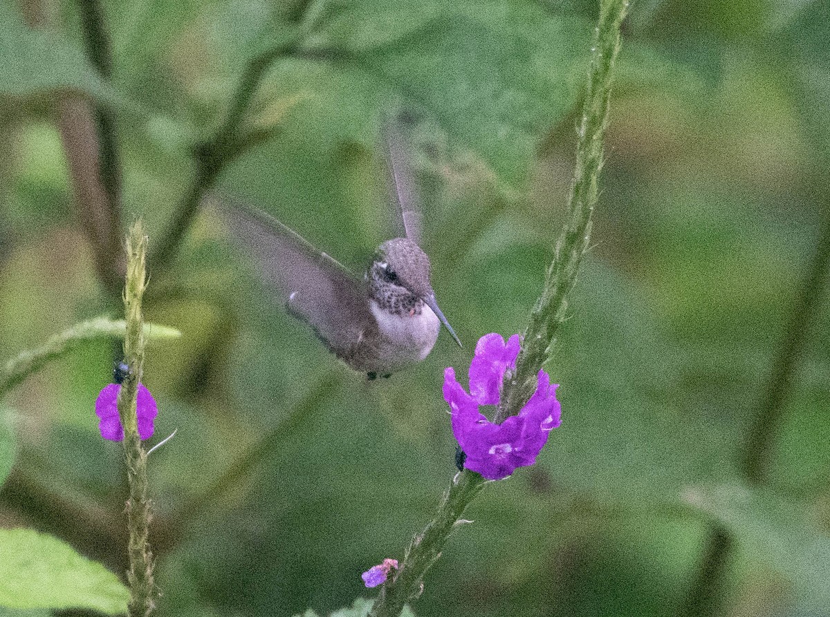 Ruby-throated Hummingbird - Jordan Broadhead